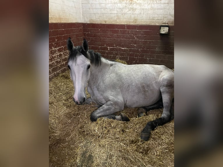 Sportivo Tedesco / Sportivo della Germania Giumenta 7 Anni 170 cm Grigio in Schweich