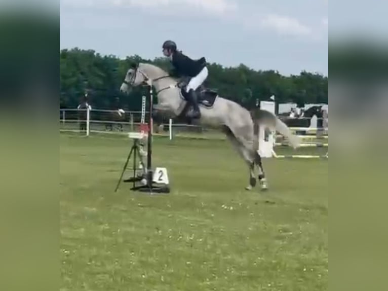 Sportivo Tedesco / Sportivo della Germania Giumenta 7 Anni 170 cm Grigio trotinato in Ruhla Sportivo Tedesco / Sportivo della Germania Giumenta 7 Anni 170 cm Grigio trotinato in Ruhla