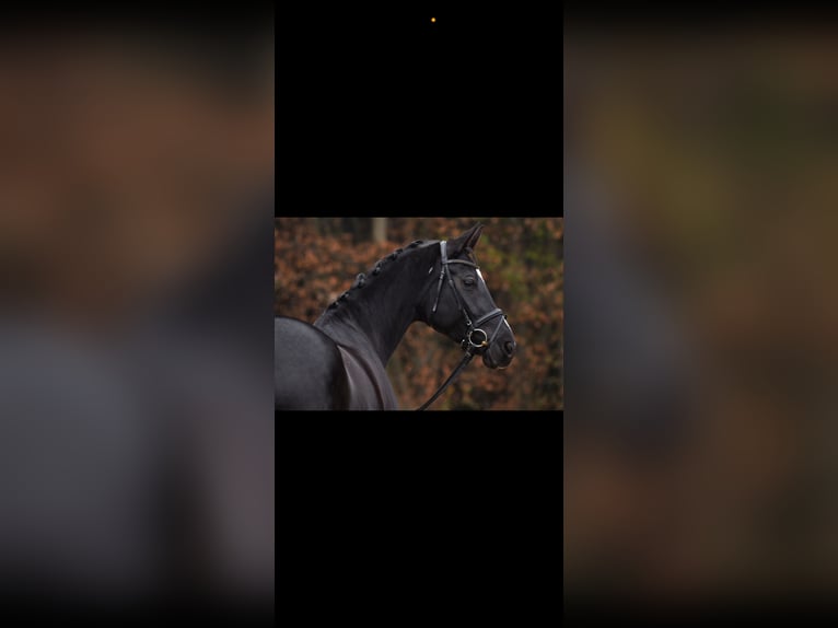 Sportivo Tedesco / Sportivo della Germania Giumenta 7 Anni 170 cm Morello in München