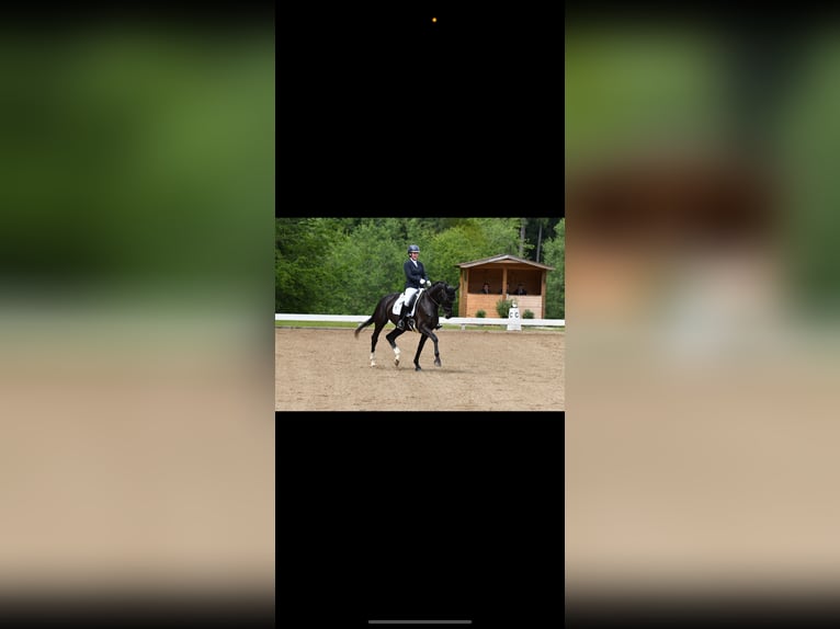 Sportivo Tedesco / Sportivo della Germania Giumenta 7 Anni 170 cm Morello in München