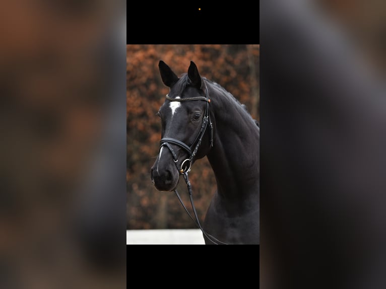 Sportivo Tedesco / Sportivo della Germania Giumenta 7 Anni 170 cm Morello in München