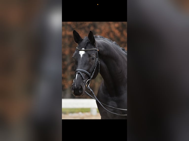 Sportivo Tedesco / Sportivo della Germania Giumenta 7 Anni 170 cm Morello in München