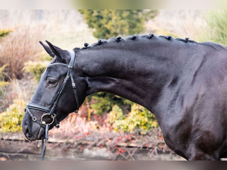 Sportivo Tedesco / Sportivo della Germania Giumenta 7 Anni 170 cm Morello in Ziemięcice