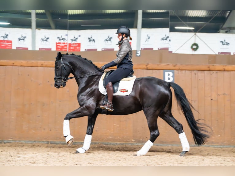Sportivo Tedesco / Sportivo della Germania Giumenta 7 Anni 170 cm Morello in Ziemięcice