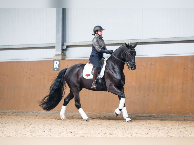 Sportivo Tedesco / Sportivo della Germania Giumenta 7 Anni 170 cm Morello in Ziemięcice