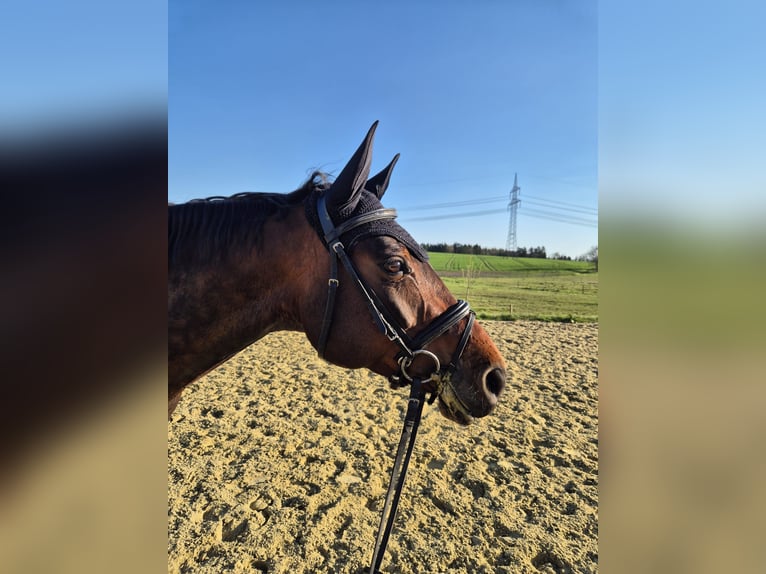 Sportivo Tedesco / Sportivo della Germania Giumenta 7 Anni 171 cm Baio in Eigeltingen