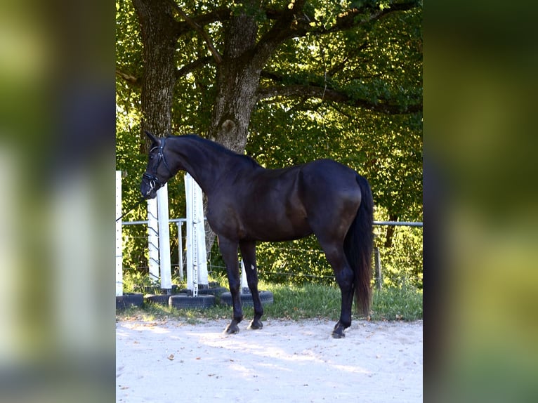 Sportivo Tedesco / Sportivo della Germania Giumenta 7 Anni 172 cm Baio nero in Wangen im Allgäu