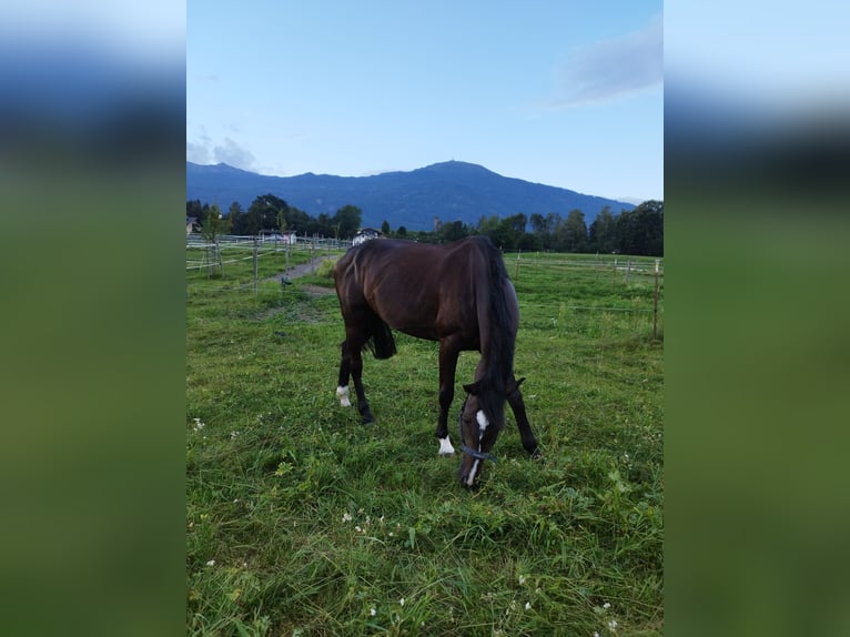 Sportivo Tedesco / Sportivo della Germania Giumenta 7 Anni 175 cm Baio nero in Albführen-Dettighofen