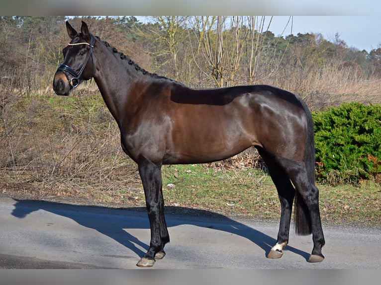 Sportivo Tedesco / Sportivo della Germania Giumenta 7 Anni 176 cm Baio scuro in Stolpe