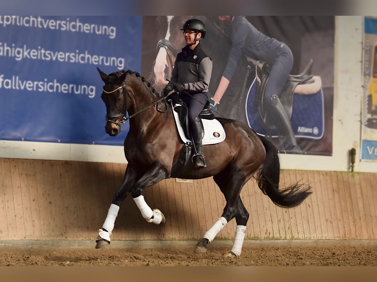 Sportivo Tedesco / Sportivo della Germania Giumenta 7 Anni 176 cm Baio scuro in Stolpe