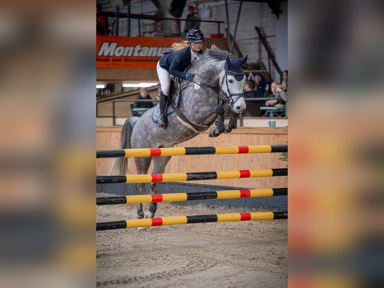 Sportivo Tedesco / Sportivo della Germania Giumenta 7 Anni 179 cm Grigio in Willich