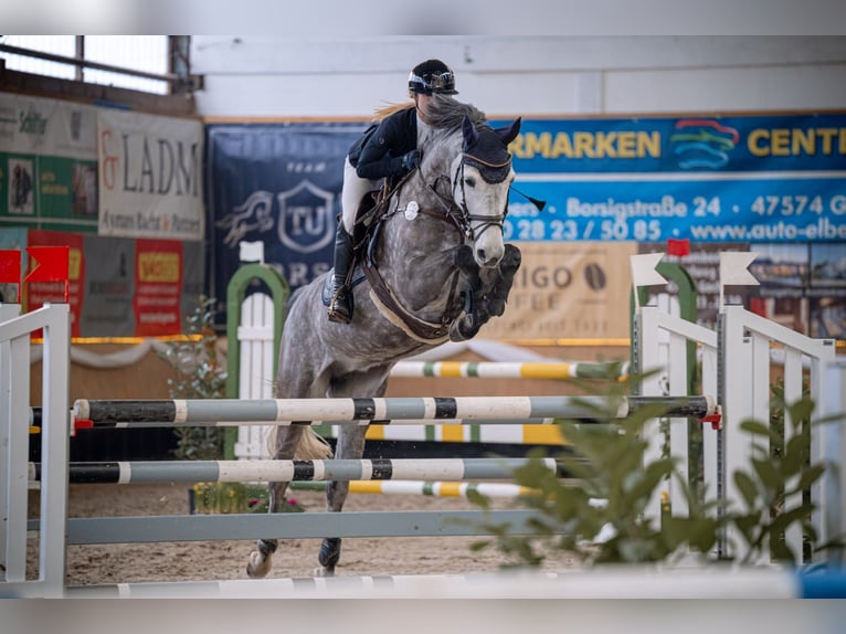 Sportivo Tedesco / Sportivo della Germania Giumenta 7 Anni 179 cm Grigio in Willich
