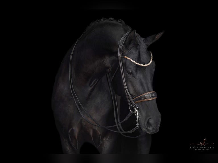 Sportivo Tedesco / Sportivo della Germania Giumenta 7 Anni 182 cm Morello in Wehringen