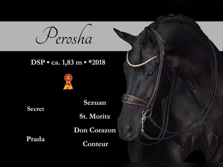 Sportivo Tedesco / Sportivo della Germania Giumenta 7 Anni 182 cm Morello in Wehringen