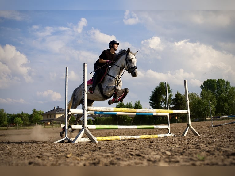 Sportivo Tedesco / Sportivo della Germania Giumenta 8 Anni 158 cm Grigio trotinato in Bernau