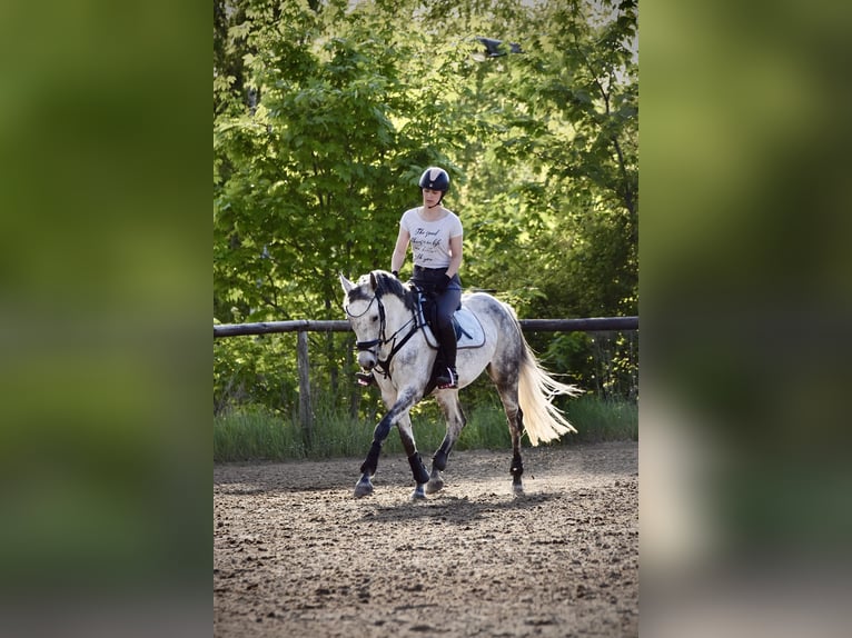 Sportivo Tedesco / Sportivo della Germania Giumenta 8 Anni 158 cm Grigio trotinato in Bernau