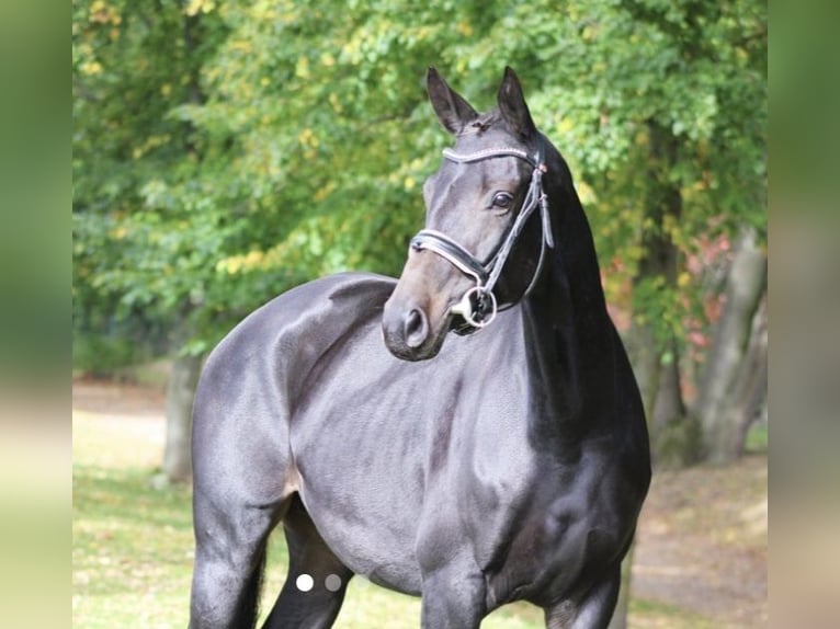 Sportivo Tedesco / Sportivo della Germania Giumenta 8 Anni 160 cm Baio scuro in Ockenheim