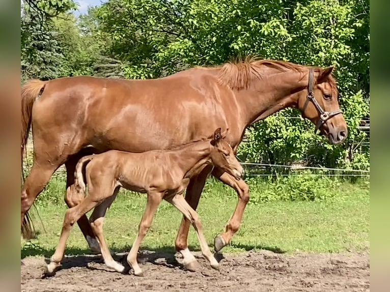 Sportivo Tedesco / Sportivo della Germania Giumenta 8 Anni 163 cm Sauro in Schmogrow-Fehrow