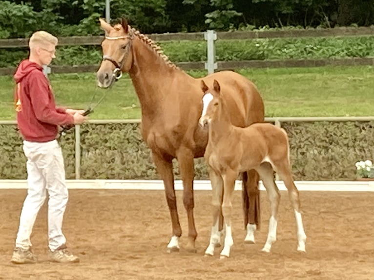 Sportivo Tedesco / Sportivo della Germania Giumenta 8 Anni 163 cm Sauro in Schmogrow-Fehrow