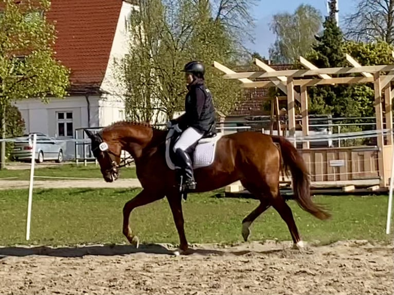 Sportivo Tedesco / Sportivo della Germania Giumenta 8 Anni 163 cm Sauro in Schmogrow-Fehrow