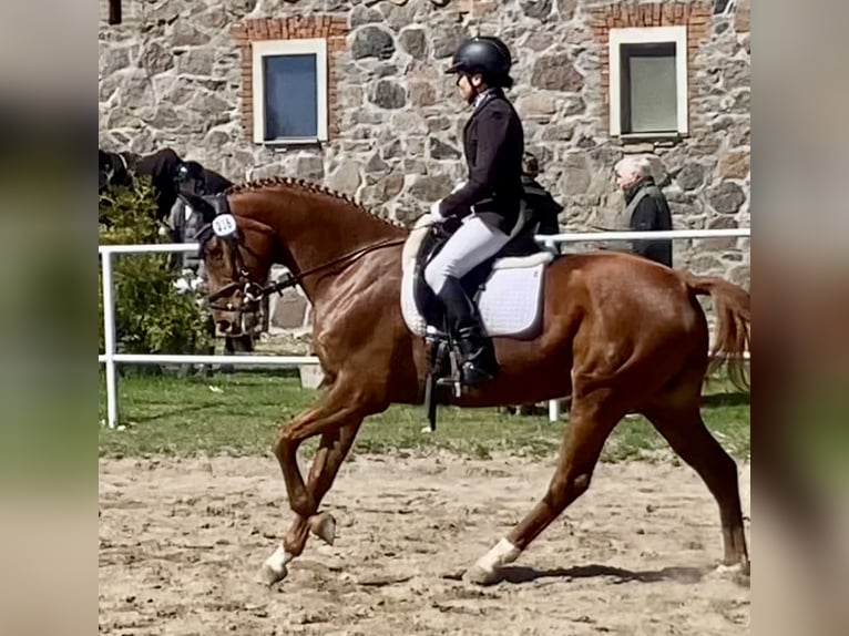 Sportivo Tedesco / Sportivo della Germania Giumenta 8 Anni 163 cm Sauro in Schmogrow-Fehrow