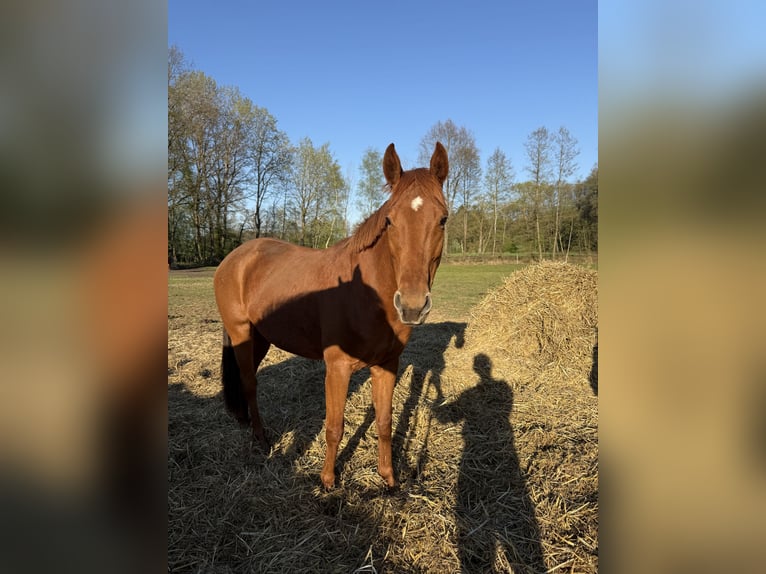 Sportivo Tedesco / Sportivo della Germania Giumenta 8 Anni 163 cm Sauro in Schnega Schnega