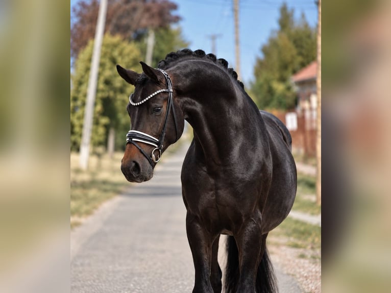 Sportivo Tedesco / Sportivo della Germania Giumenta 8 Anni 165 cm Baio in Budapest