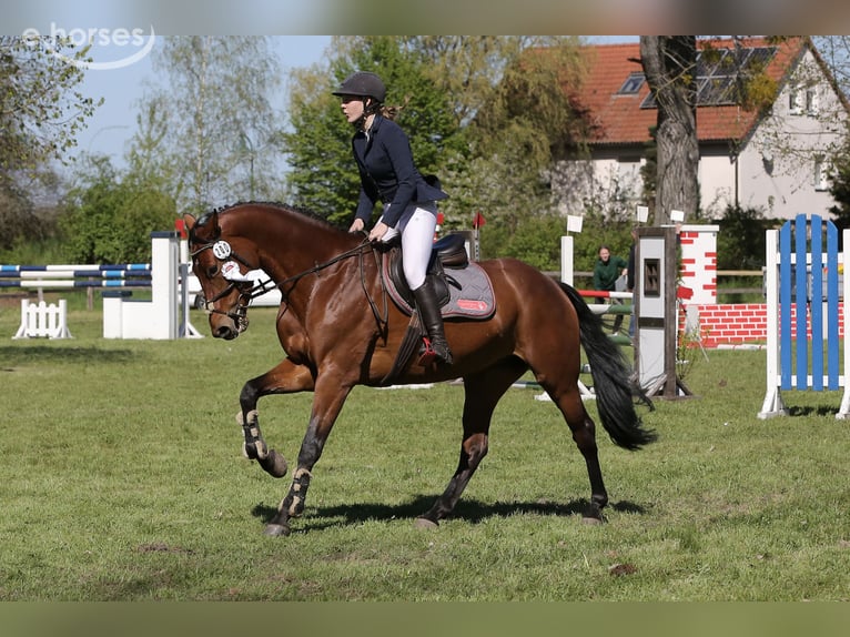 Sportivo Tedesco / Sportivo della Germania Giumenta 8 Anni 165 cm Baio in Cottbus