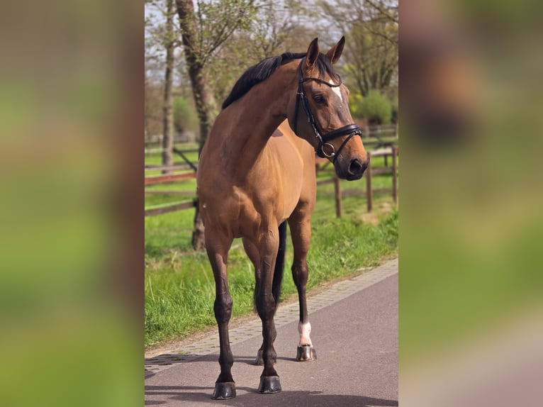 Sportivo Tedesco / Sportivo della Germania Giumenta 8 Anni 165 cm Baio in Someren