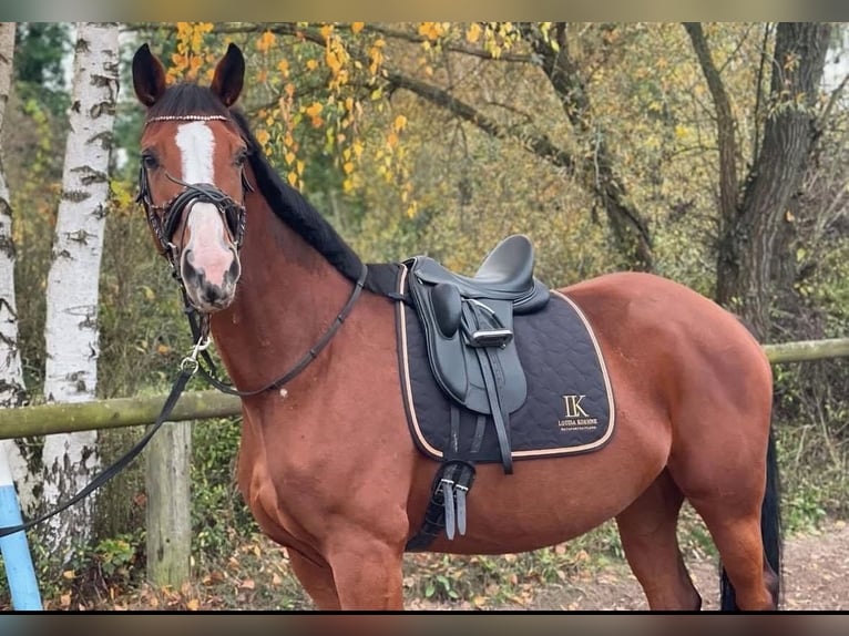 Sportivo Tedesco / Sportivo della Germania Giumenta 8 Anni 165 cm Baio in Ludwigsfelde