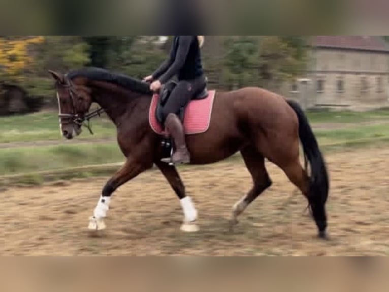 Sportivo Tedesco / Sportivo della Germania Giumenta 8 Anni 165 cm Baio in Ludwigsfelde