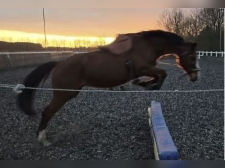 Sportivo Tedesco / Sportivo della Germania Giumenta 8 Anni 165 cm Baio in Ludwigsfelde