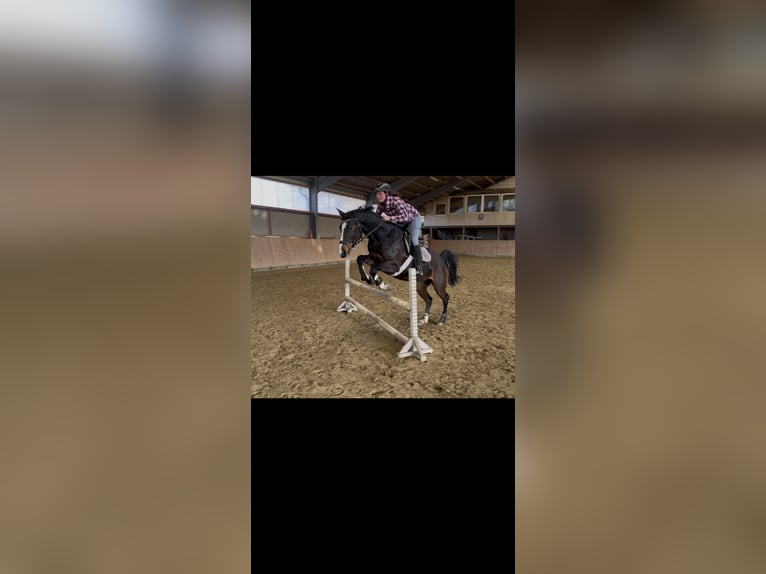 Sportivo Tedesco / Sportivo della Germania Giumenta 8 Anni 165 cm Baio nero in Übach-Palenberg