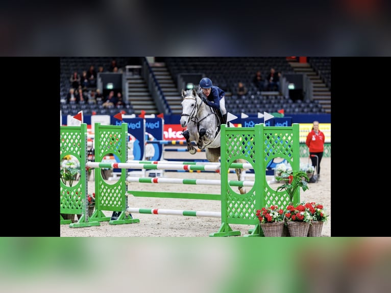 Sportivo Tedesco / Sportivo della Germania Giumenta 8 Anni 165 cm Grigio in Arnstedt