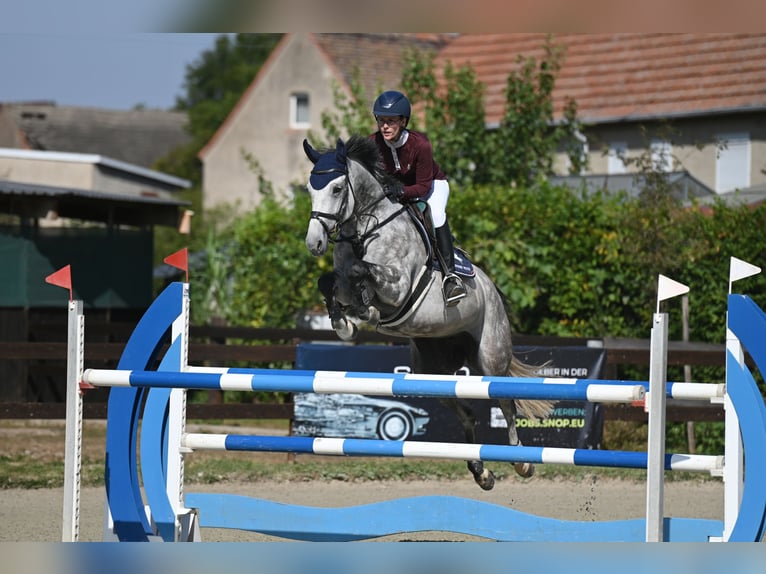 Sportivo Tedesco / Sportivo della Germania Giumenta 8 Anni 165 cm Grigio in Arnstedt