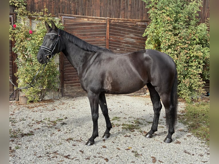 Sportivo Tedesco / Sportivo della Germania Giumenta 8 Anni 165 cm Morello in Bad Endorf