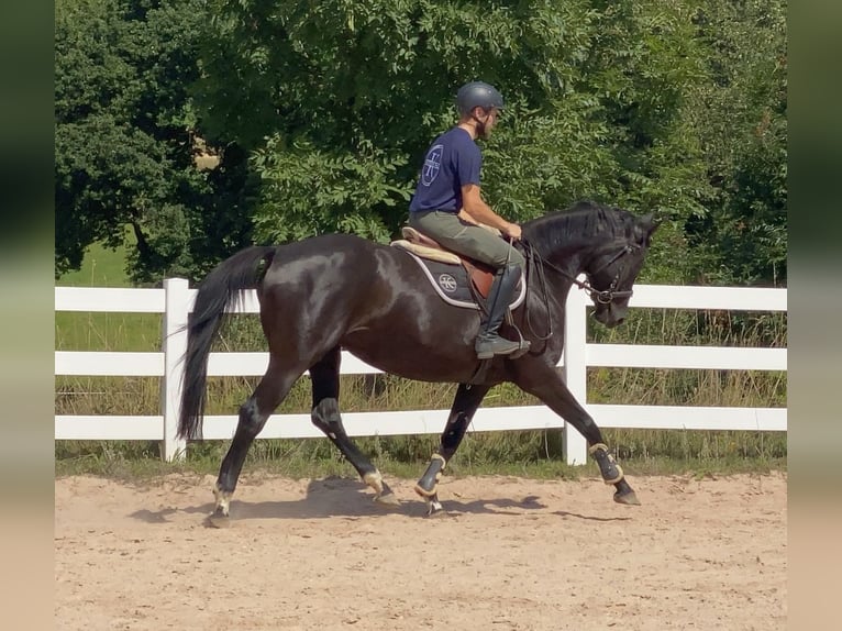 Sportivo Tedesco / Sportivo della Germania Giumenta 8 Anni 165 cm Morello in Neustadt in Sachsen