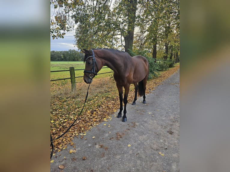 Sportivo Tedesco / Sportivo della Germania Giumenta 8 Anni 166 cm Baio in Prussendorf/ Zörbig