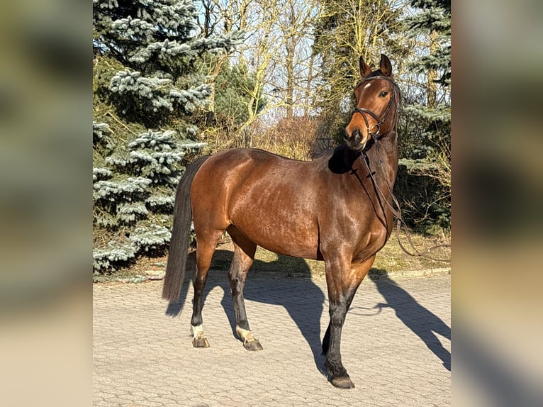Sportivo Tedesco / Sportivo della Germania Giumenta 8 Anni 166 cm  in Polzow