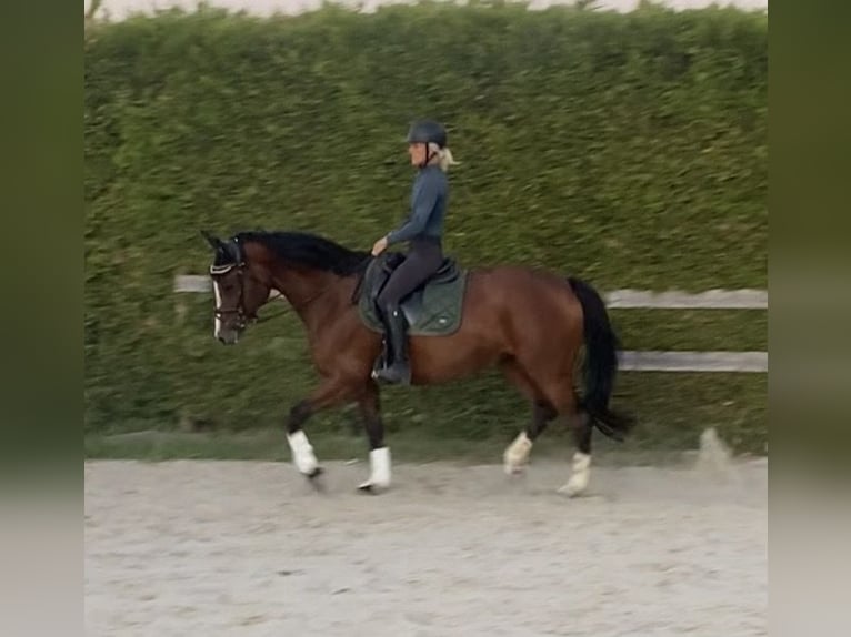 Sportivo Tedesco / Sportivo della Germania Giumenta 8 Anni 167 cm Baio in Börnichen/Erzgebirge