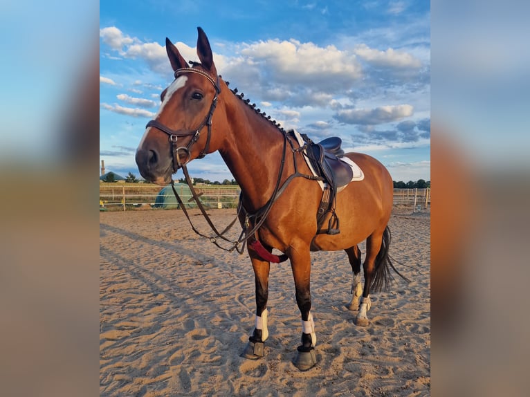 Sportivo Tedesco / Sportivo della Germania Giumenta 8 Anni 167 cm Baio in Gransee