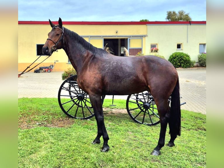 Sportivo Tedesco / Sportivo della Germania Giumenta 8 Anni 167 cm Baio scuro in Leipzig
