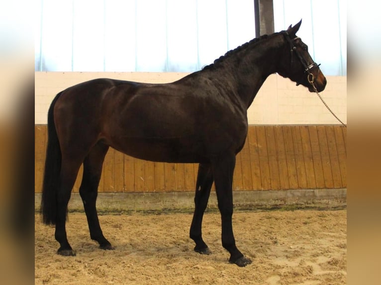 Sportivo Tedesco / Sportivo della Germania Giumenta 8 Anni 167 cm Baio scuro in SteinfurtSteinfurt