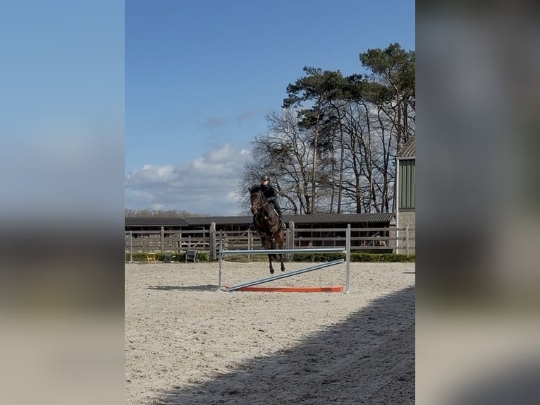 Sportivo Tedesco / Sportivo della Germania Giumenta 8 Anni 167 cm Baio scuro in Haacht