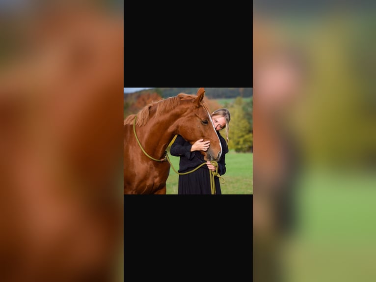Sportivo Tedesco / Sportivo della Germania Giumenta 8 Anni 167 cm Sauro in Steinhöring
