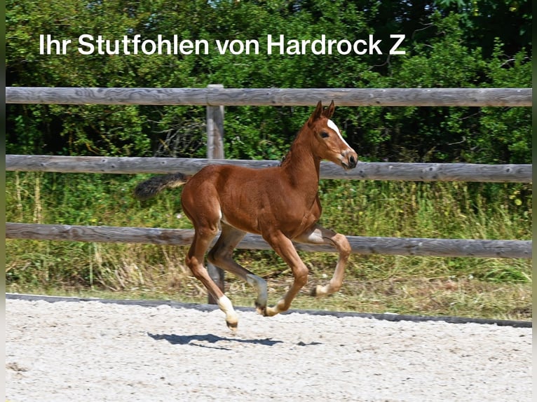Sportivo Tedesco / Sportivo della Germania Giumenta 8 Anni 167 cm Sauro in Laichingen