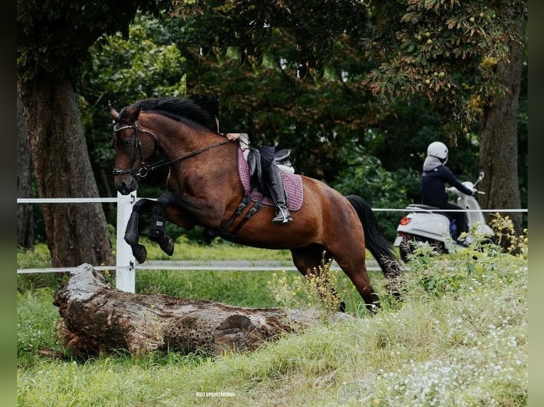 Sportivo Tedesco / Sportivo della Germania Giumenta 8 Anni 168 cm Baio in Groß Schulzendorf