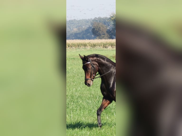 Sportivo Tedesco / Sportivo della Germania Giumenta 8 Anni 168 cm Baio in Groß Schulzendorf