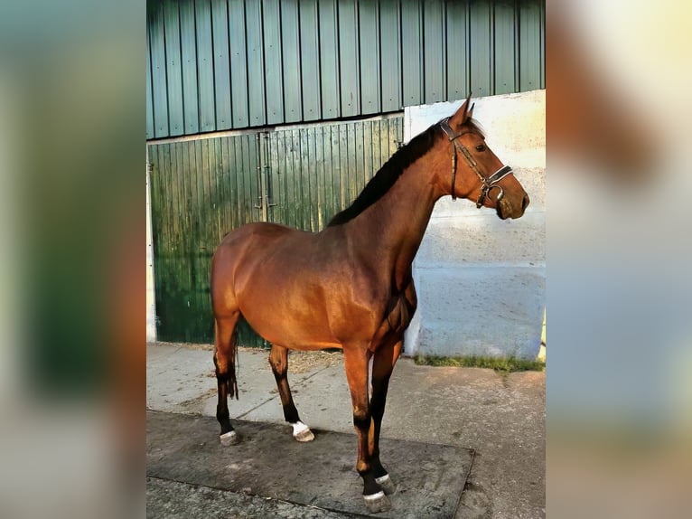 Sportivo Tedesco / Sportivo della Germania Giumenta 8 Anni 168 cm Baio in Dahme/Mark