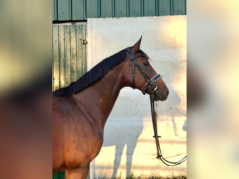 Sportivo Tedesco / Sportivo della Germania Giumenta 8 Anni 168 cm Baio in Dahme/Mark